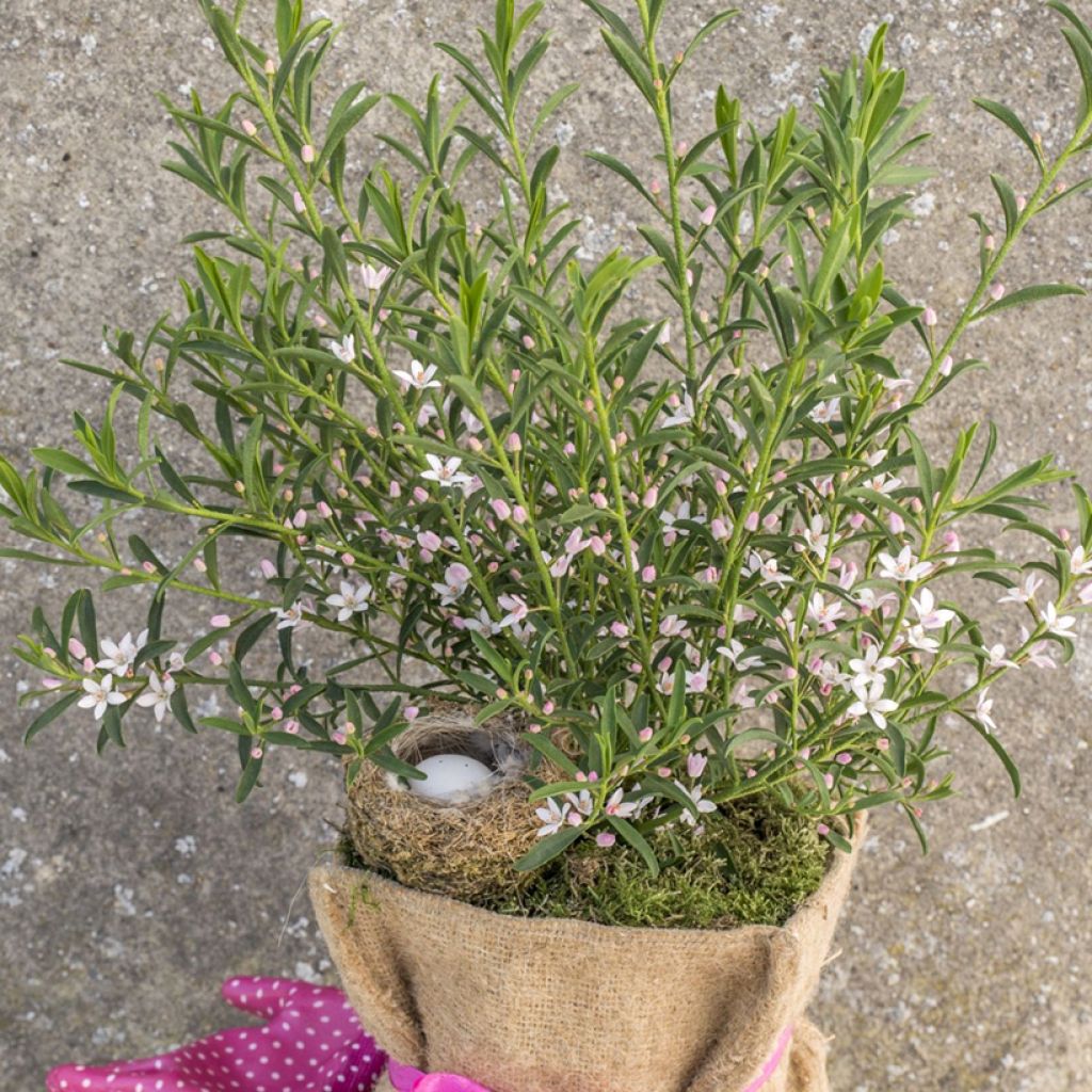 Eriostemon myoporoides Flower Girl Pink - Philotheca
