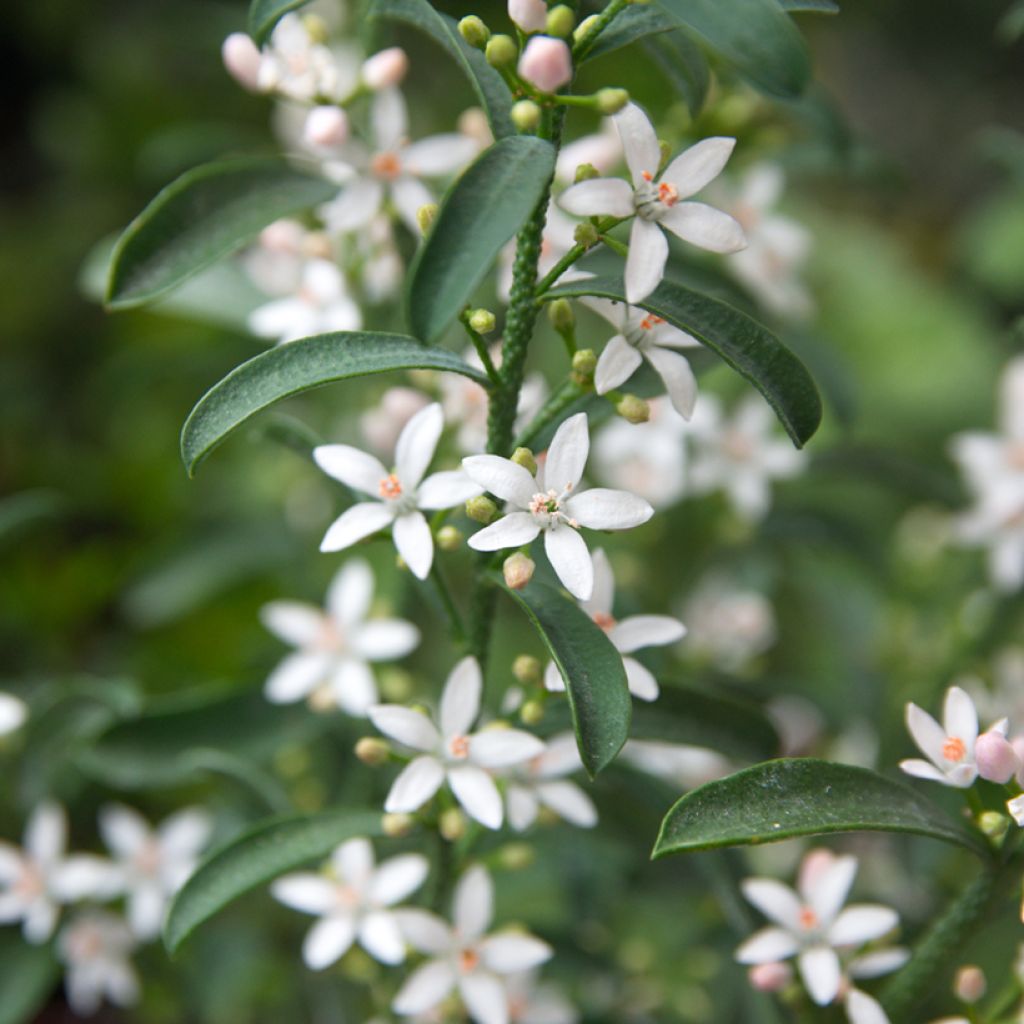 Eriostemon myoporoides - Philotheca