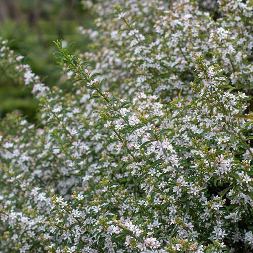 Eriostemon myoporoides - Philotheca