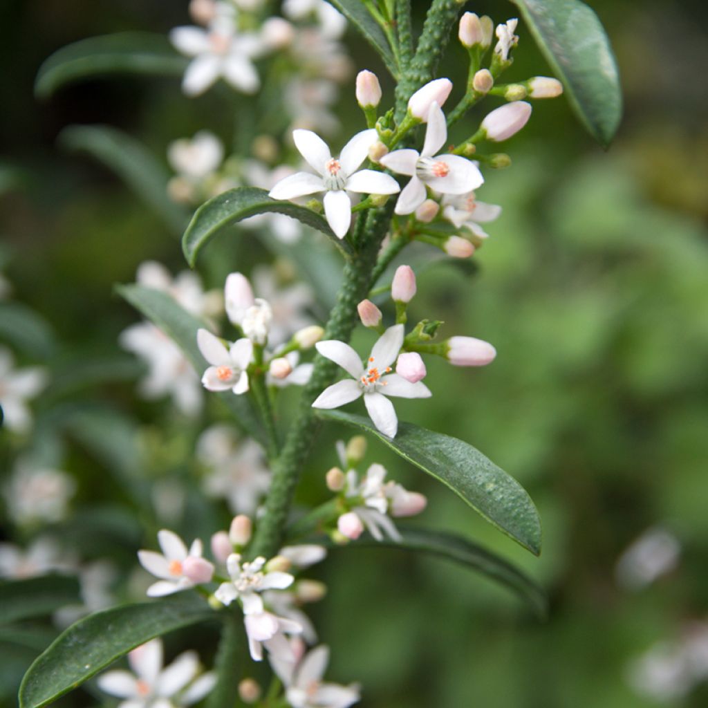 Eriostemon myoporoides - Philotheca
