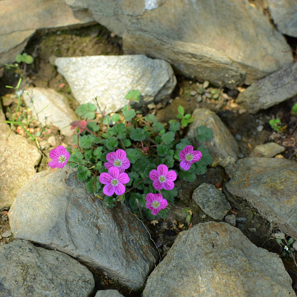 Erodium variabile Bishop's Form