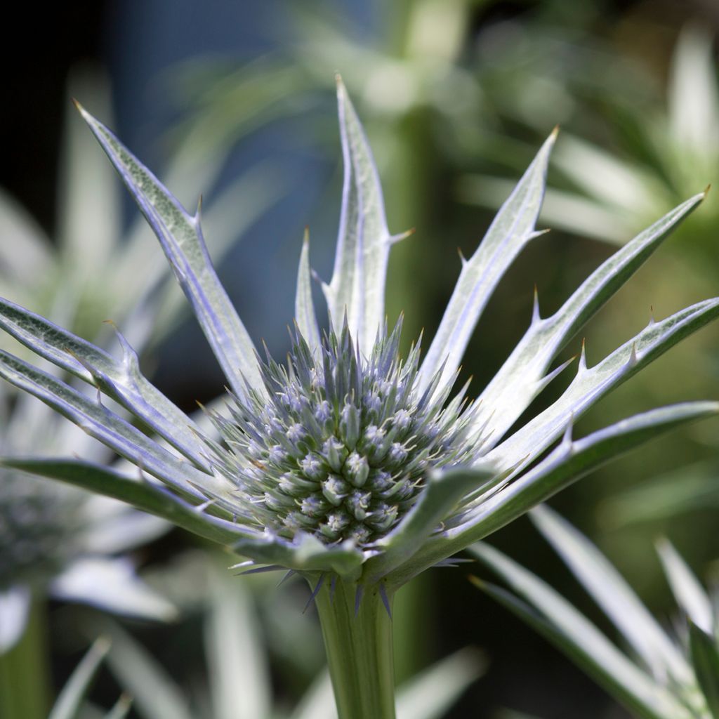 Eryngium Jos Eijking® - Eryngium 'Sapphire Blue' - Panicaut