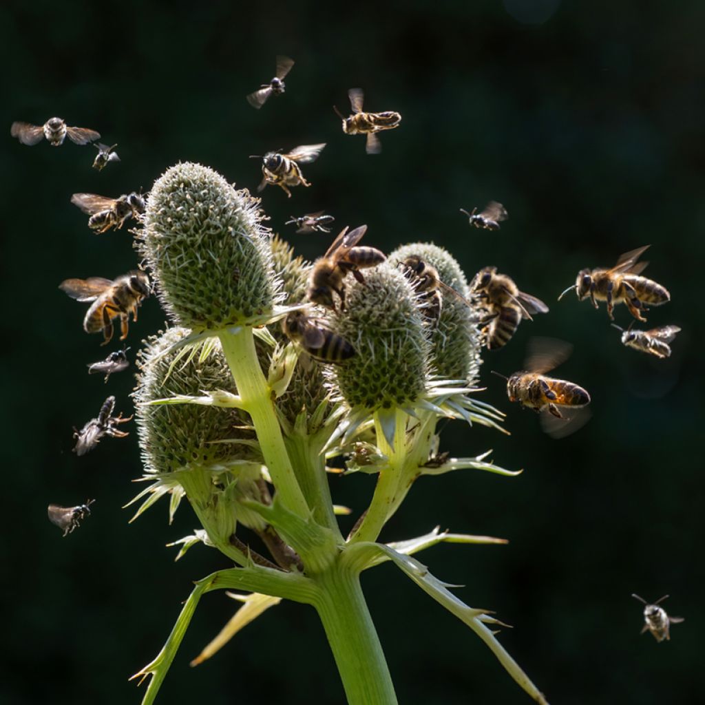 Eryngium agavifolium - Panicaut à feuilles d'Agave