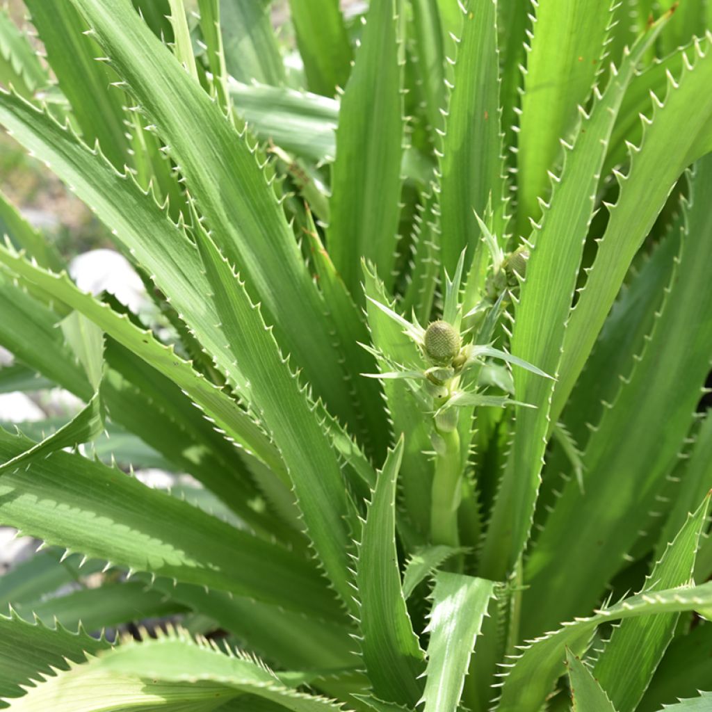 Eryngium agavifolium - Panicaut à feuilles d'Agave
