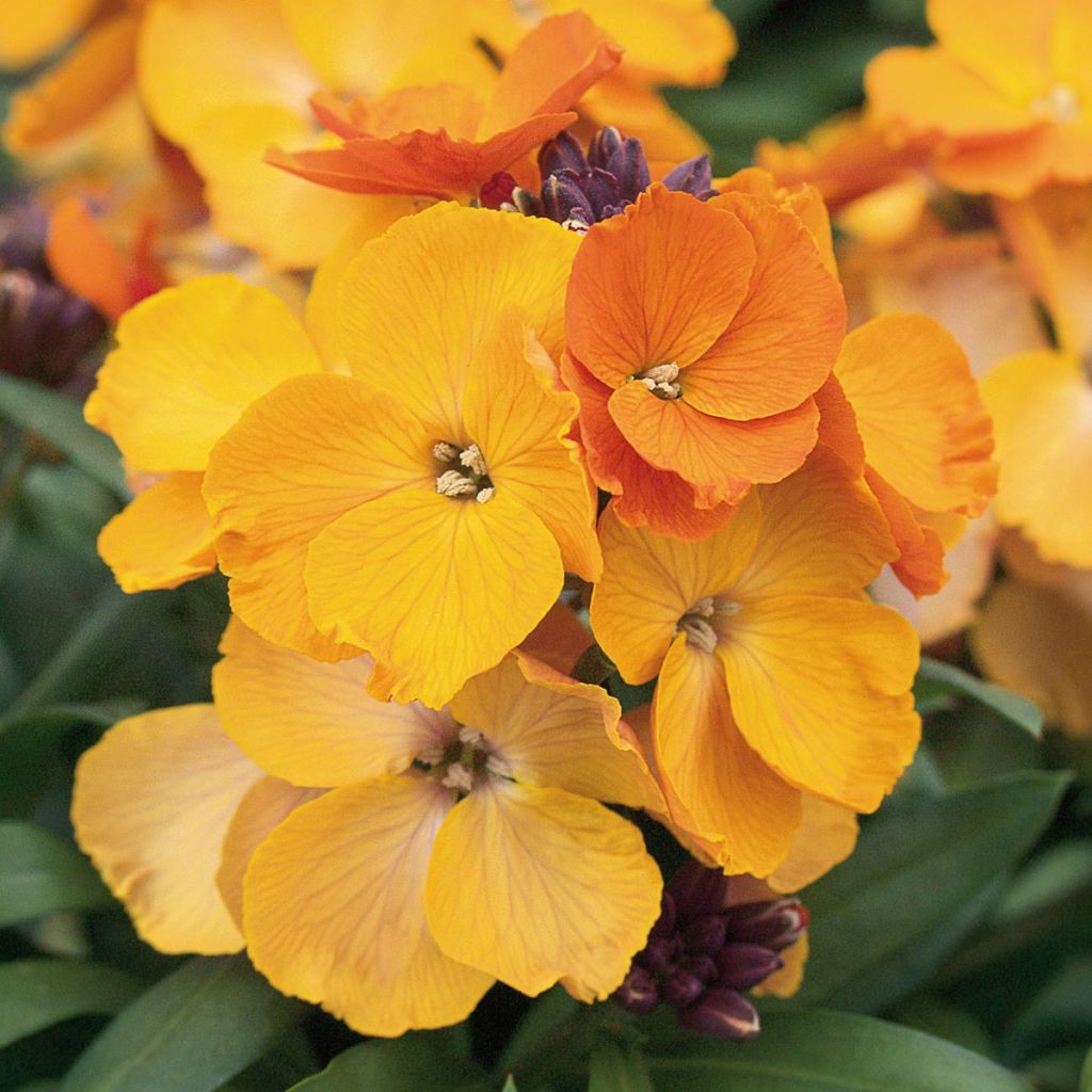 Giroflée vivace - Erysimum Rysi Copper