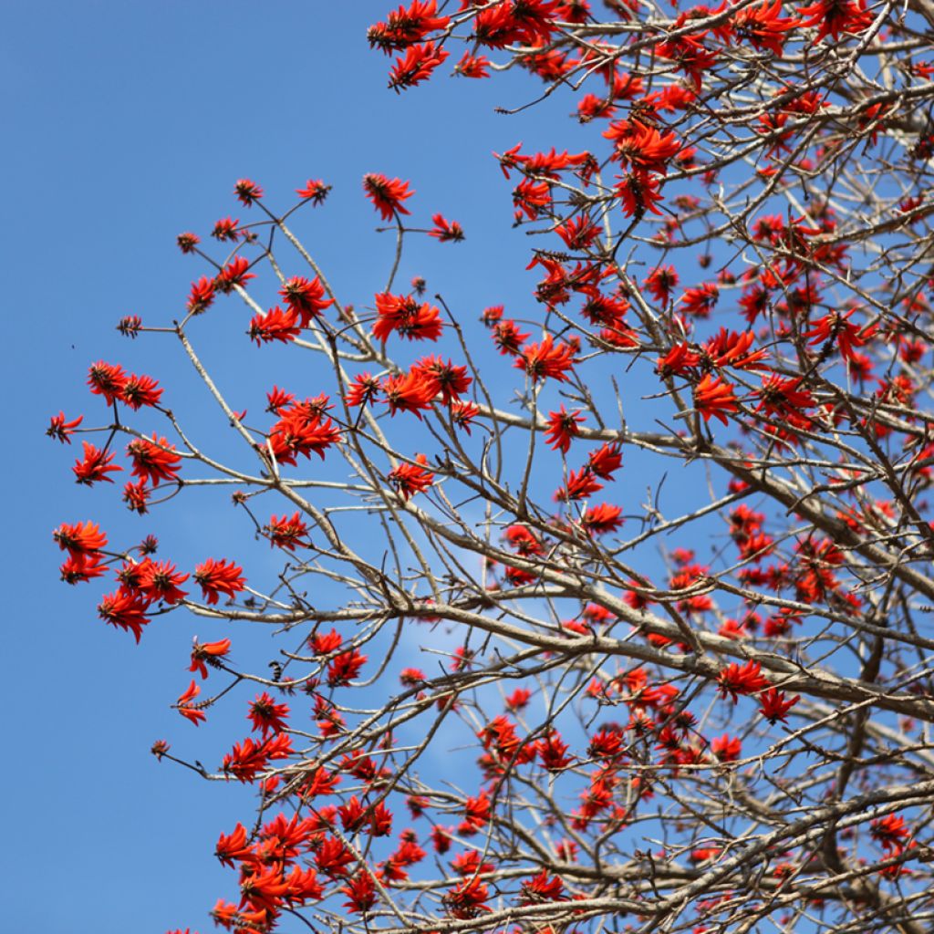 Erythrina caffra - Arbre corail