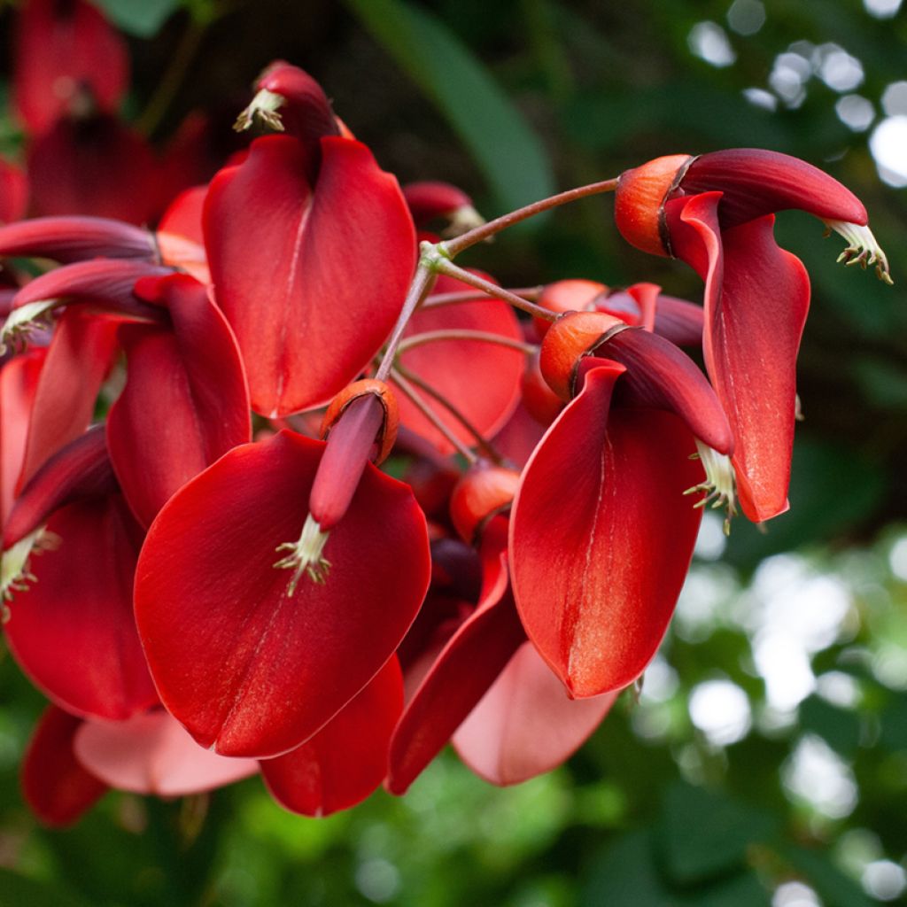 Erythrina crista-galli - Erythrine Crête-de-coq.