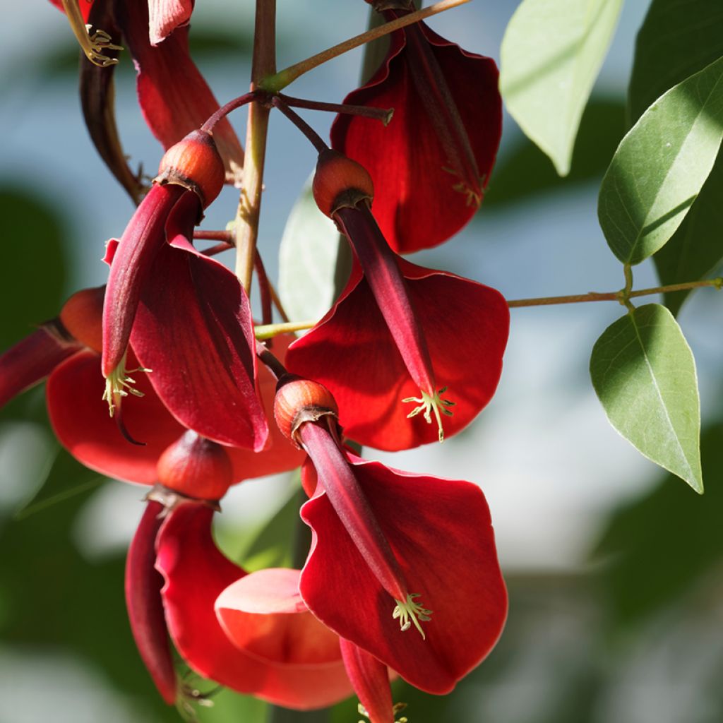 Erythrina crista-gallii Compacta - Erythrina crista-gallii Compacta
