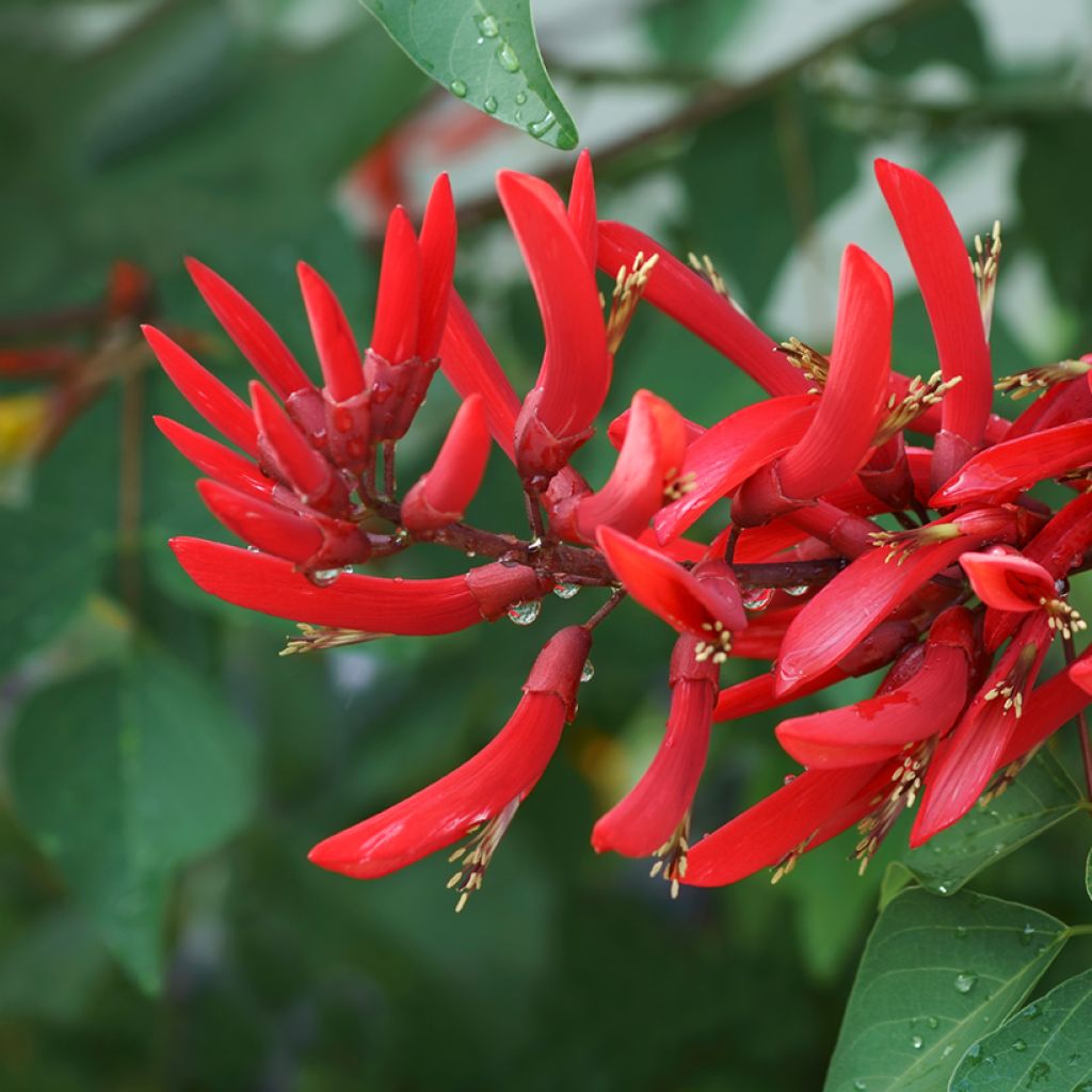 Erythrina x bidwillii - Arbre corail