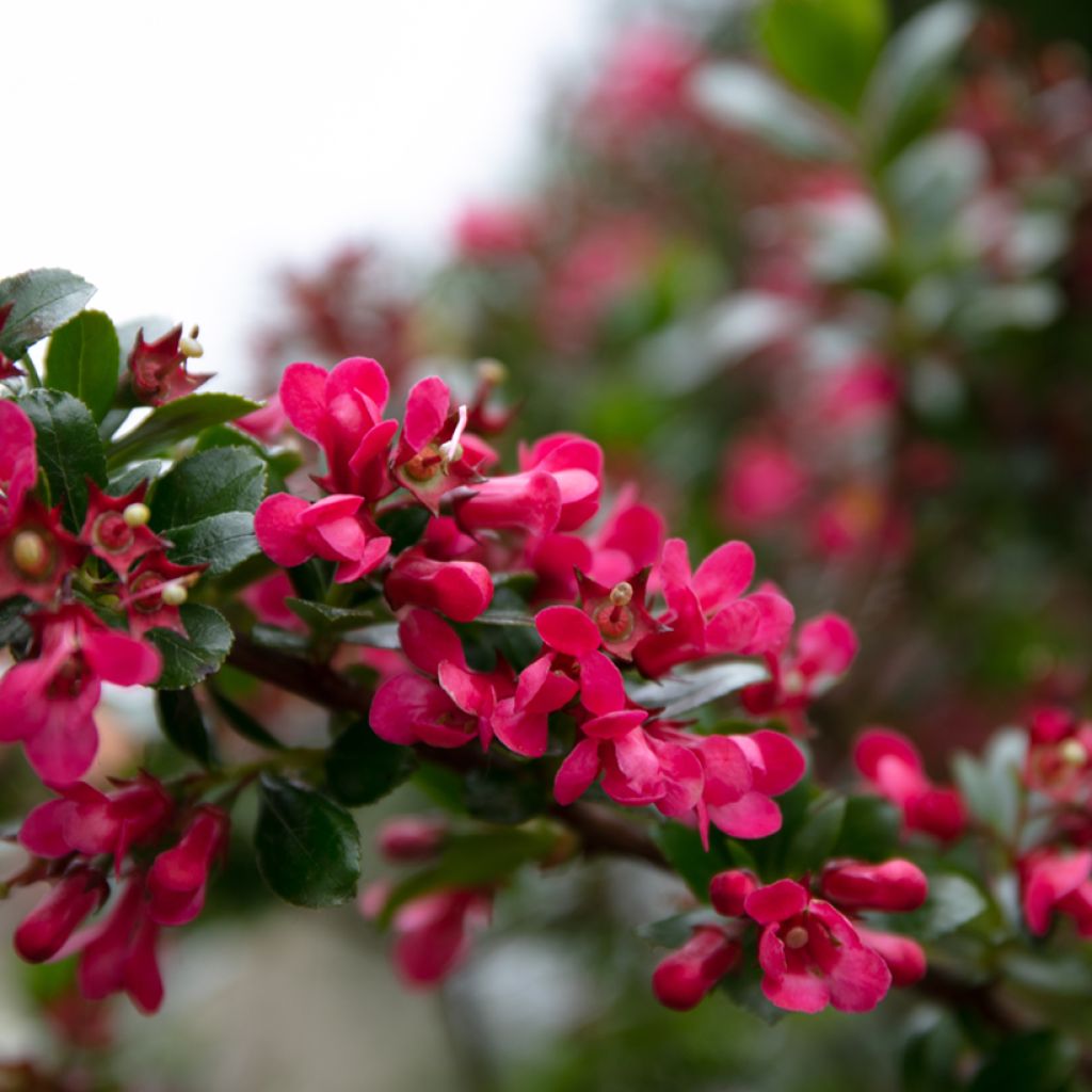 Escallonia Darts Rosy Red