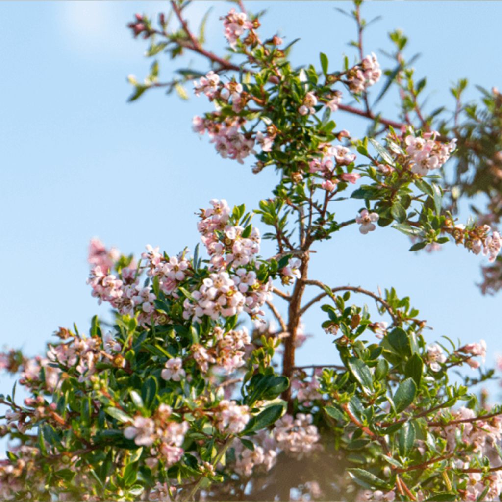 Escallonia Pinky Carpet