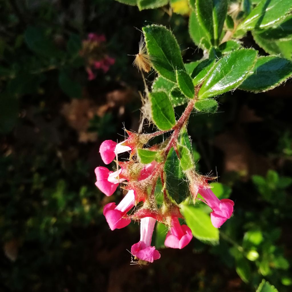 Escallonia rubra macrantha