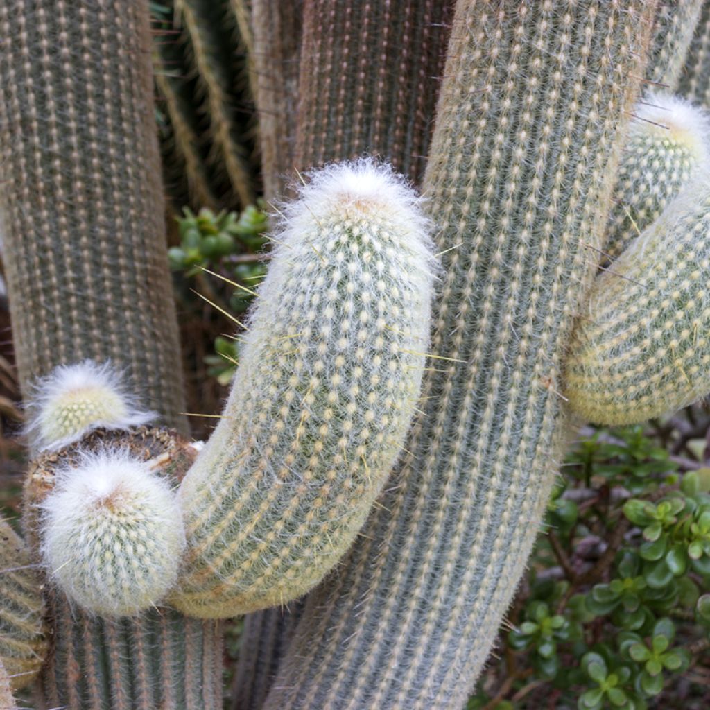 Espostoa lanata - Cactus cierge