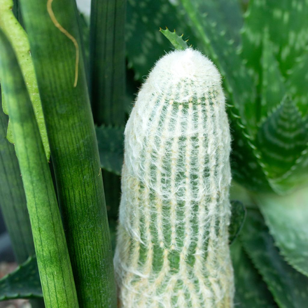 Espostoa lanata - Cactus cierge