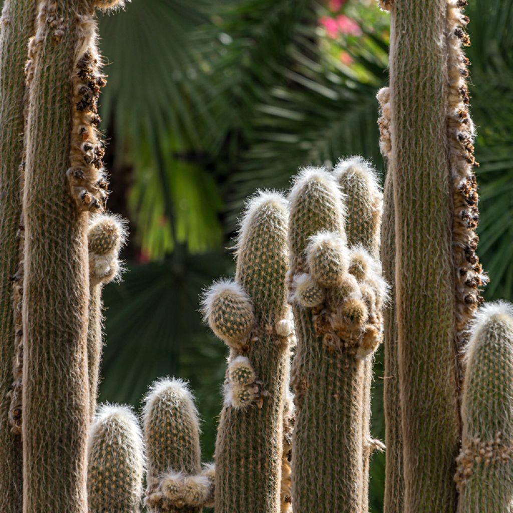 Espostoa lanata - Cactus cierge