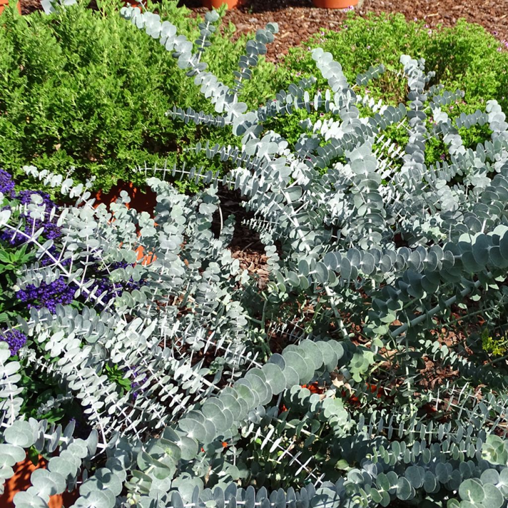Eucalyptus Baby Blue - Gommier argenté