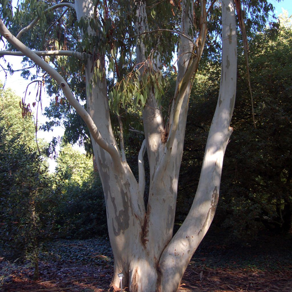 Eucalyptus dalrympleana - Gommier blanc des montagnes