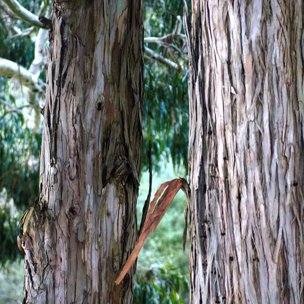 Eucalyptus denticulata - Gommier brillant d'Errinundra
