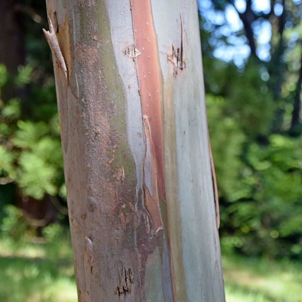 Eucalyptus glaucescens Tinderry - Gommier Tingiringi