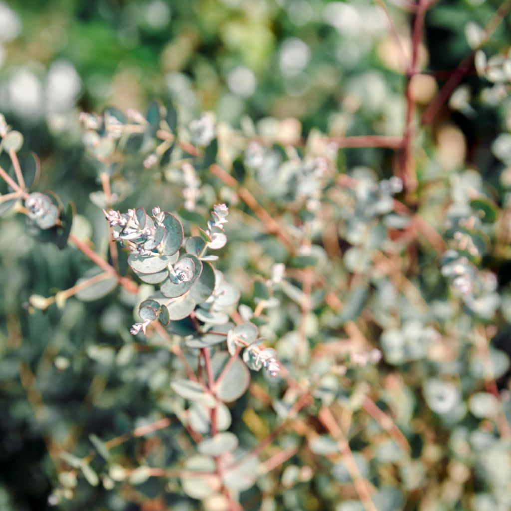 Eucalyptus gunnii Azura - Gommier cidre