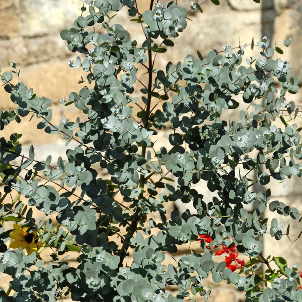 Eucalyptus gunnii - Gommier cidre