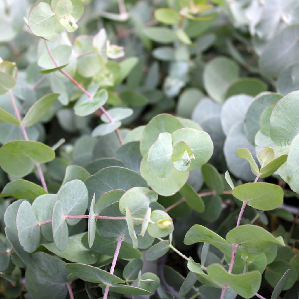 Eucalyptus gunnii - Gommier cidre