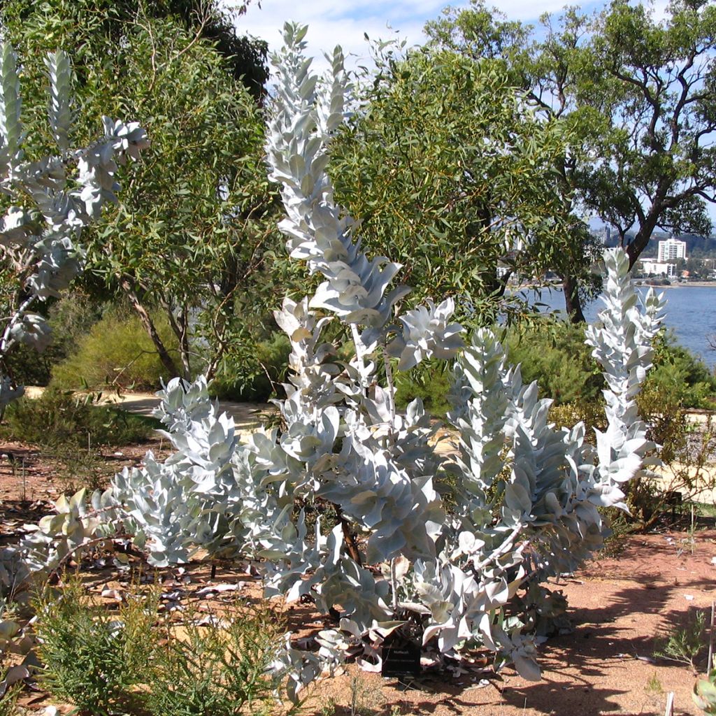 Eucalyptus macrocarpa - Mottlecah
