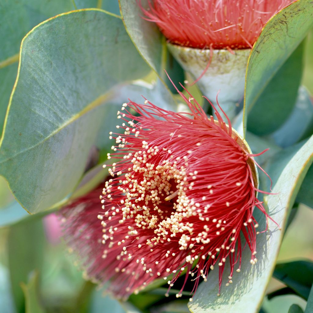 Eucalyptus macrocarpa - Mottlecah