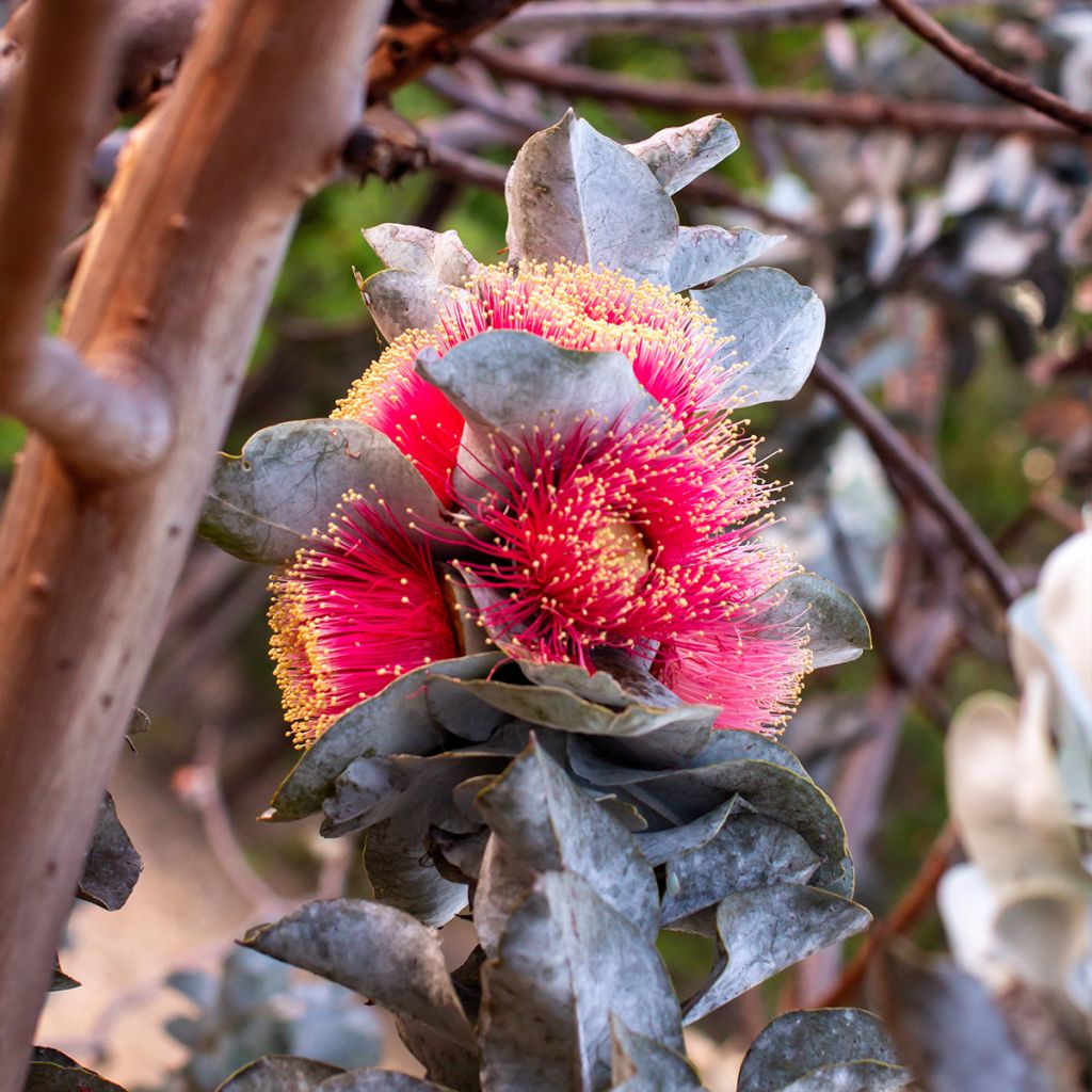 Eucalyptus macrocarpa - Mottlecah