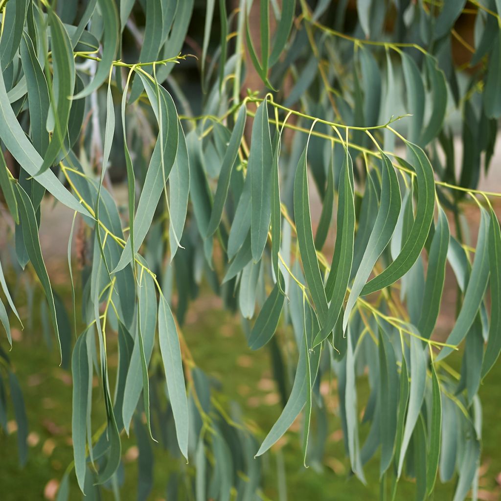 Eucalyptus perriniana - Gommier de Perrin