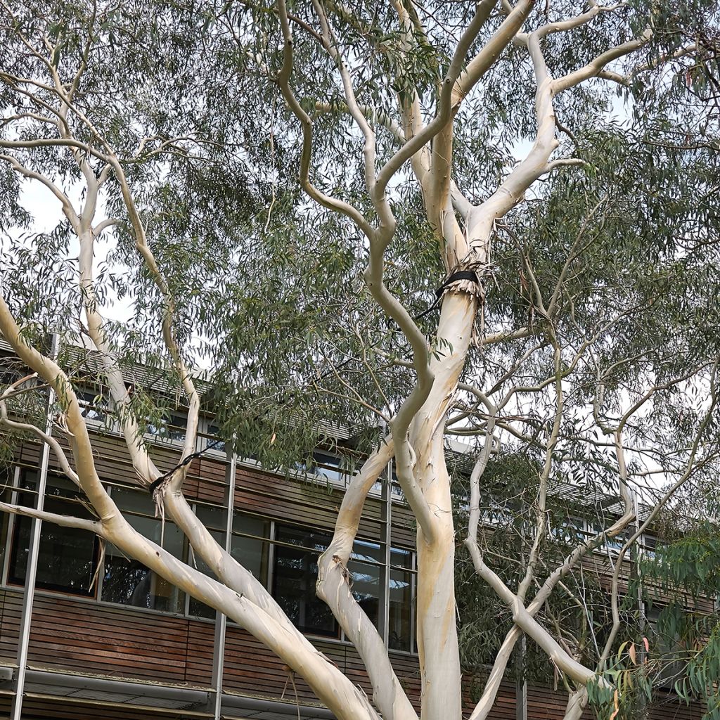 Eucalyptus perriniana - Gommier de Perrin