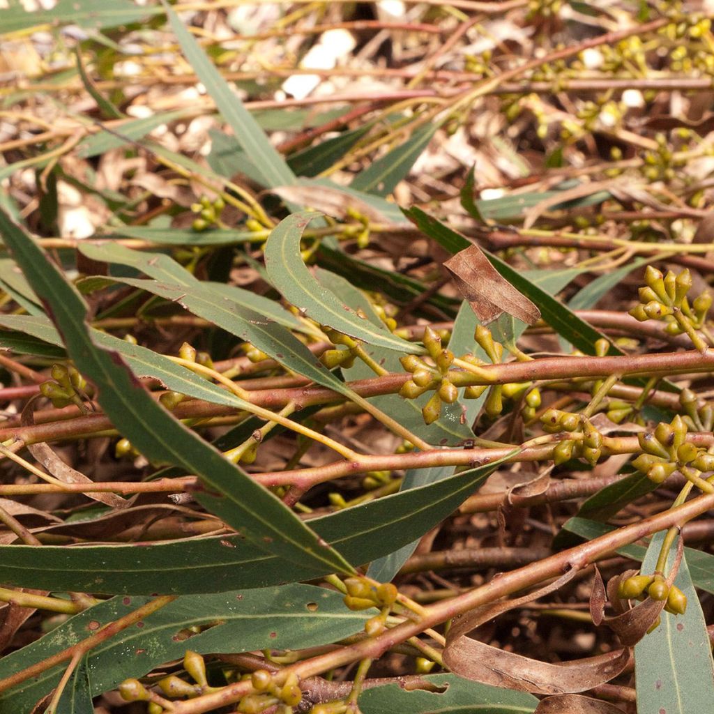 Eucalyptus smithii - Gommier de Smith