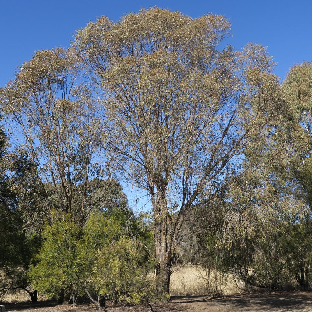 Eucalyptus stellulata Kiandra - Gommier
