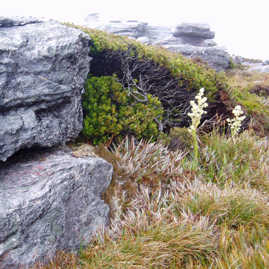 Eucalyptus vernicosa - Gommier verni
