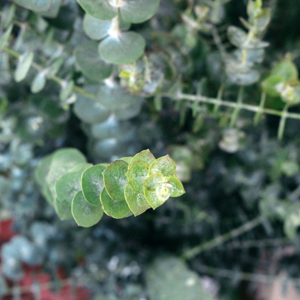 Graines d'Eucalyptus pulverulenta Baby Blue Spiral