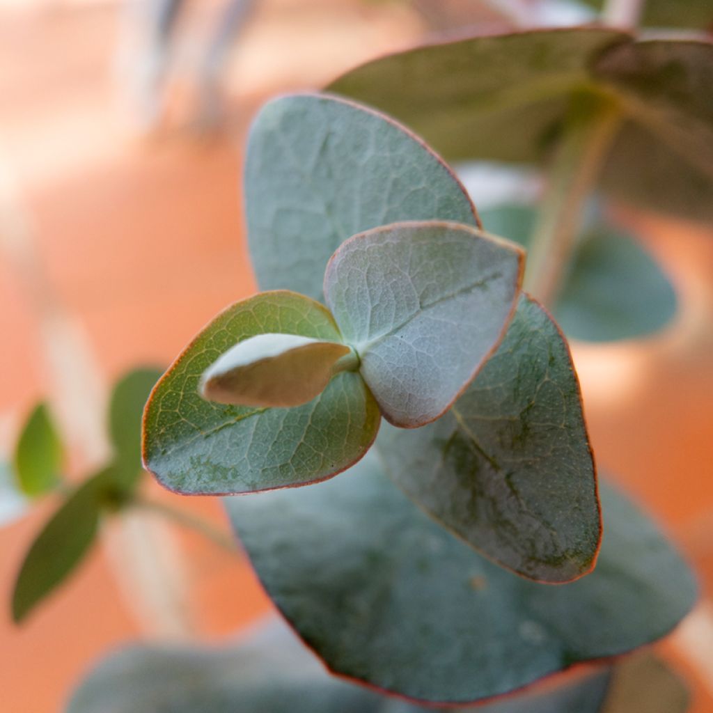 Graines d'Eucalyptus pulverulenta Baby Blue Spiral