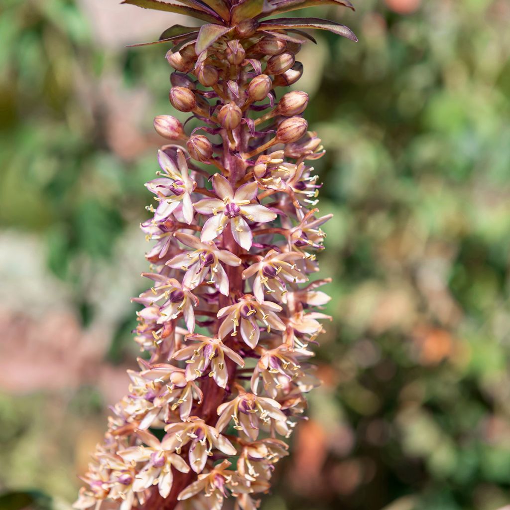 Eucomis comosa Indian Summer - Fleur ananas