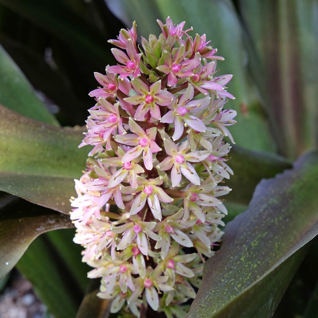 Eucomis comosa Sparkling Burgundy®  - Eucomide rose à feuillage pourpre