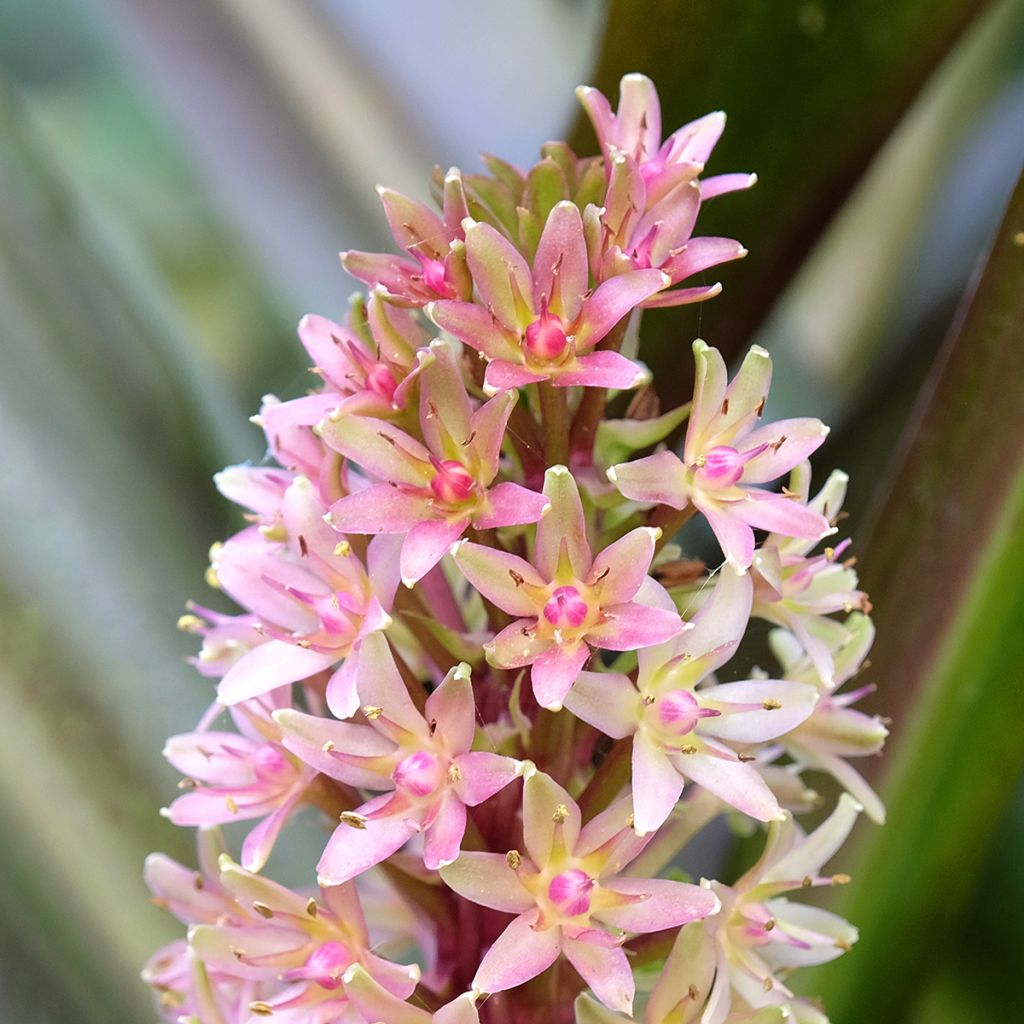 Eucomis comosa Sparkling Burgundy®  - Eucomide rose à feuillage pourpre