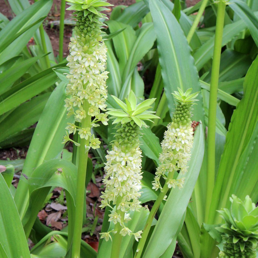 Eucomis comosa Tugela Jade - Fleur ananas