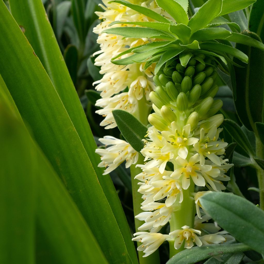 Eucomis comosa Tugela Jade - Fleur ananas