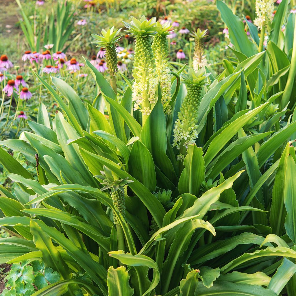 Eucomis comosa Tugela Jade - Fleur ananas