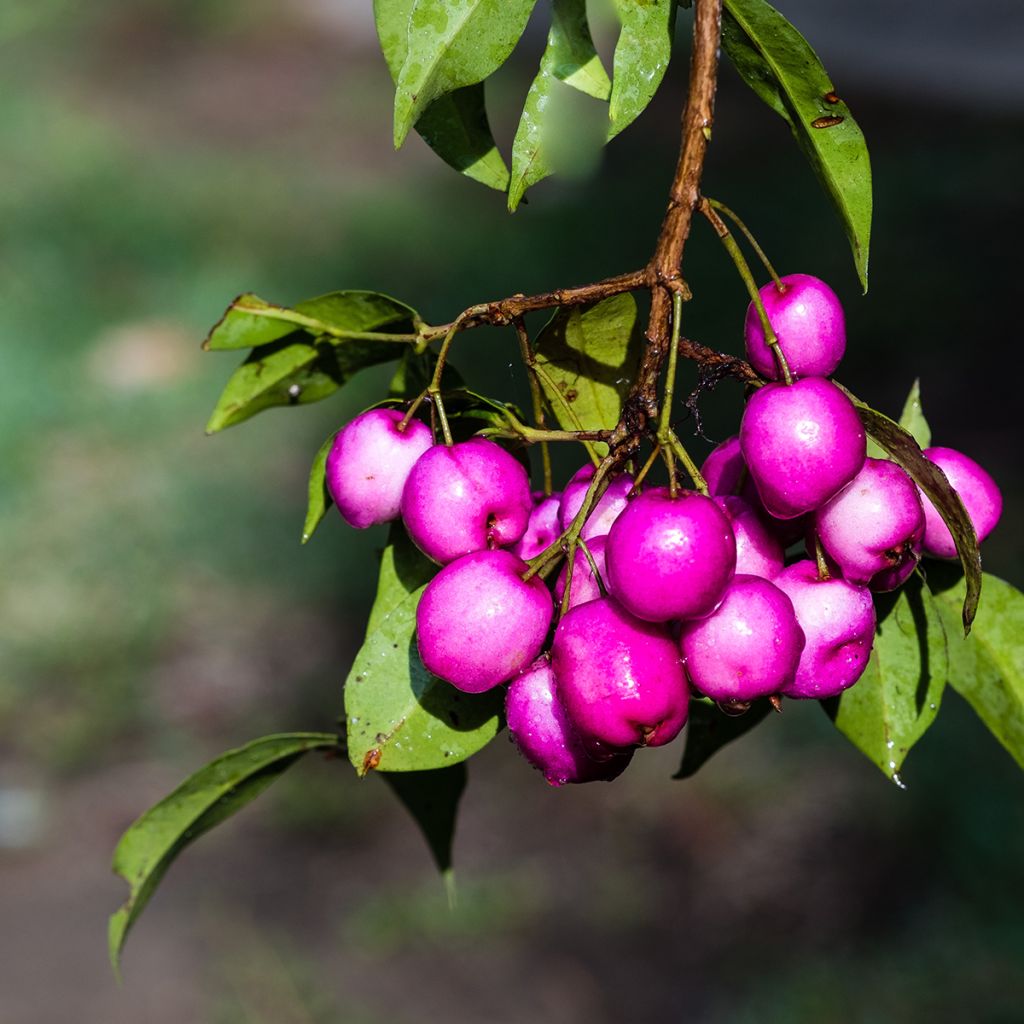Eugenia Etna Fire - Cerisier de Cayenne