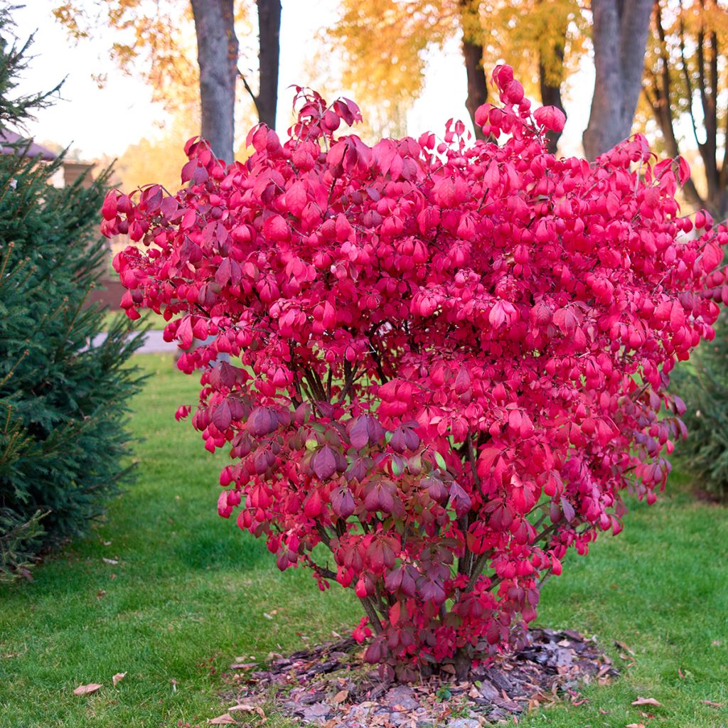 Euonymus alatus - Fusain ailé