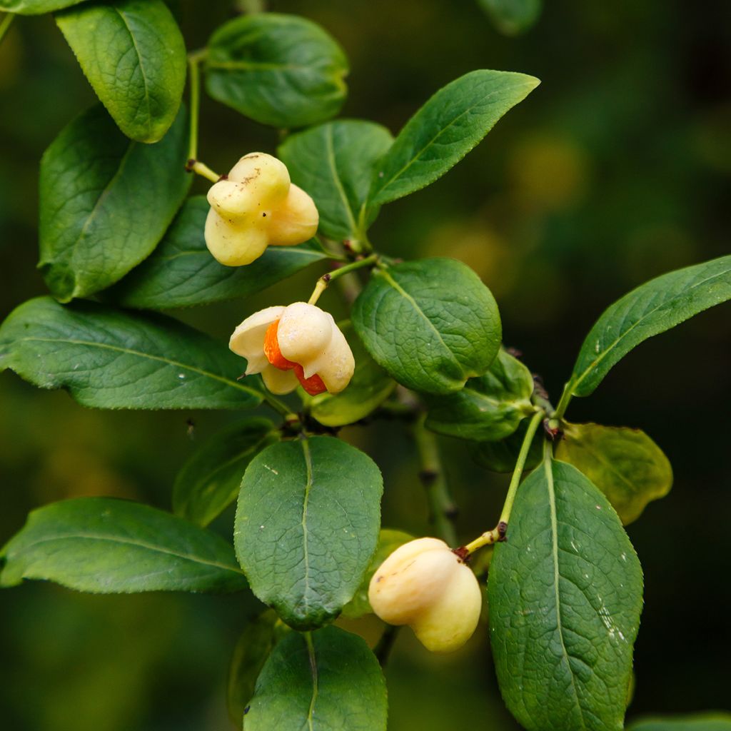 Euonymus europaeus Albus - Fusain d'Europe