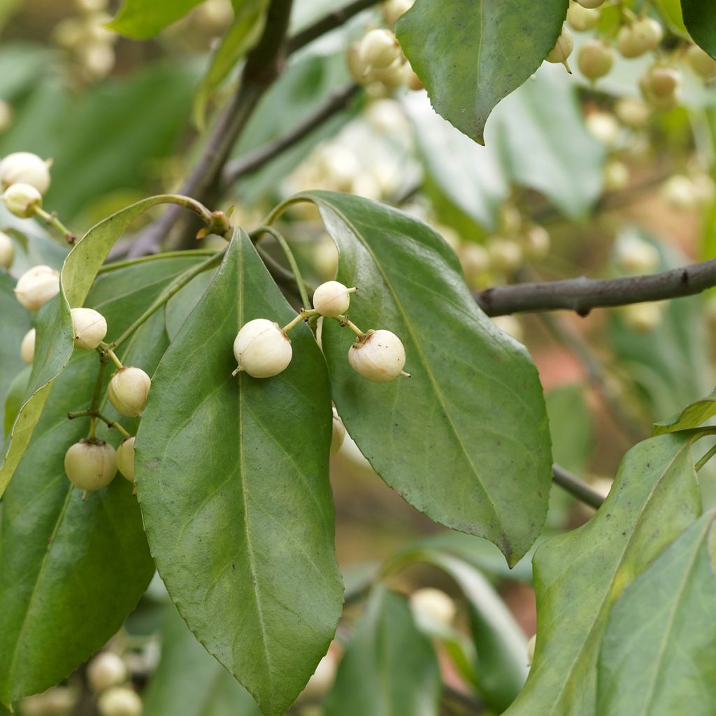 Euonymus europaeus Albus - Fusain d'Europe