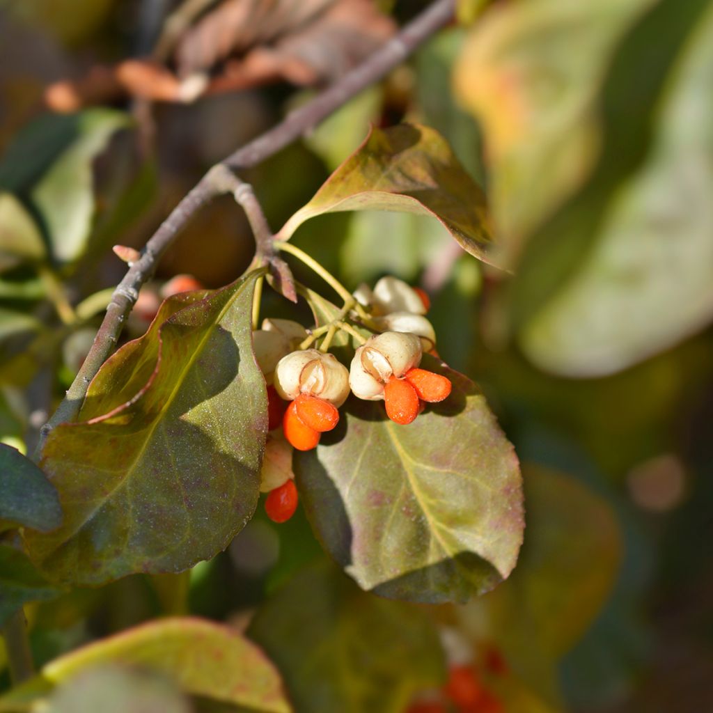 Euonymus europaeus Albus - Fusain d'Europe