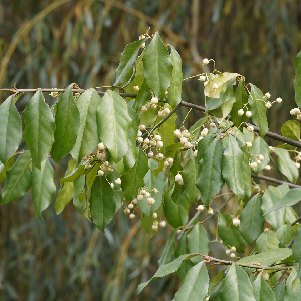 Euonymus europaeus Albus - Fusain d'Europe