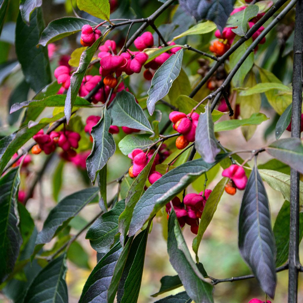 Euonymus europaeus Red Cascade - Fusain d'Europe