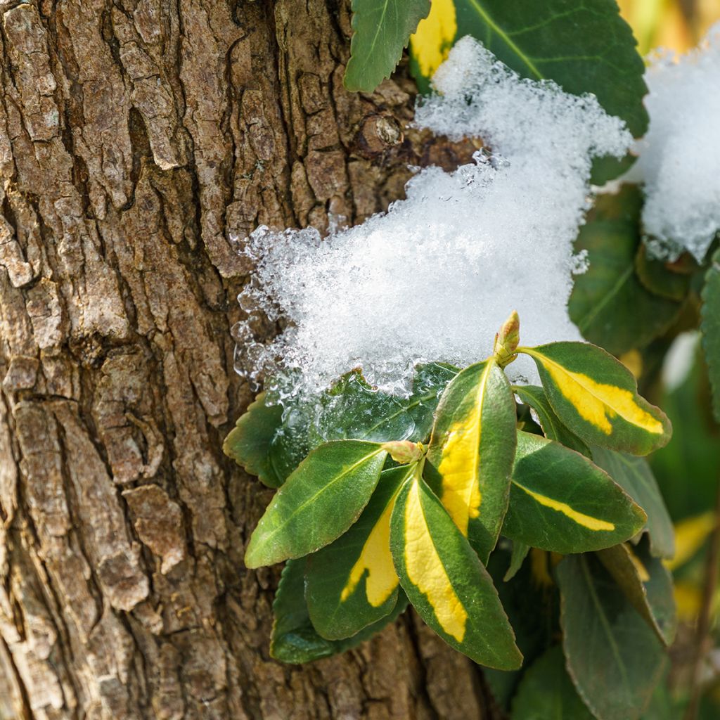 Euonymus fortunei Blondy - Fusain persistant panaché